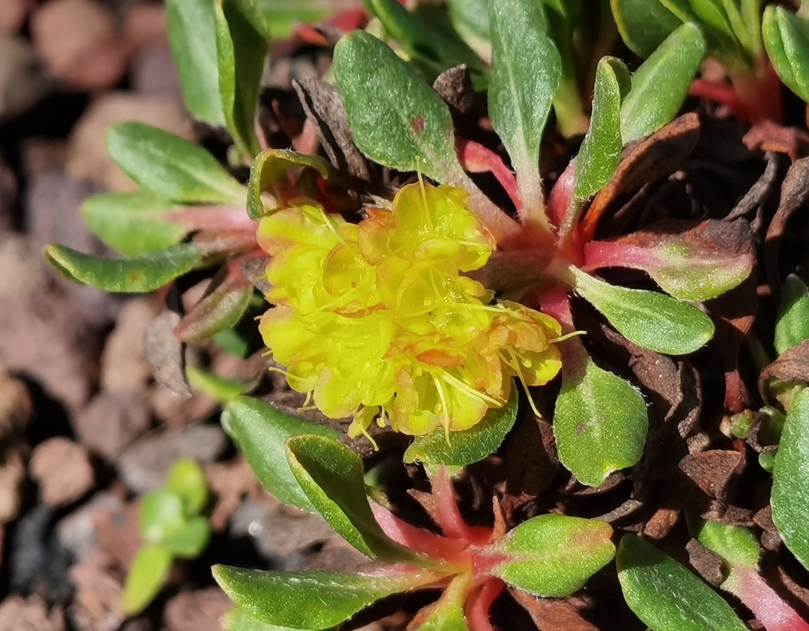 Eriogonum umbellatum var. porteri